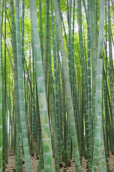 JFTC Bamboo bamboo forest