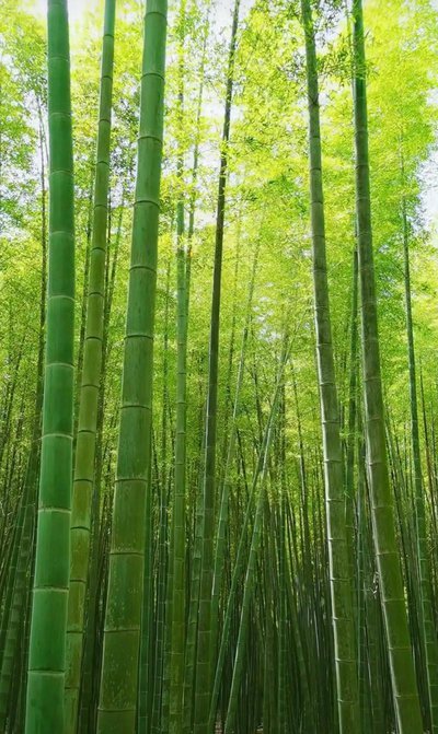 JFTC Bamboo